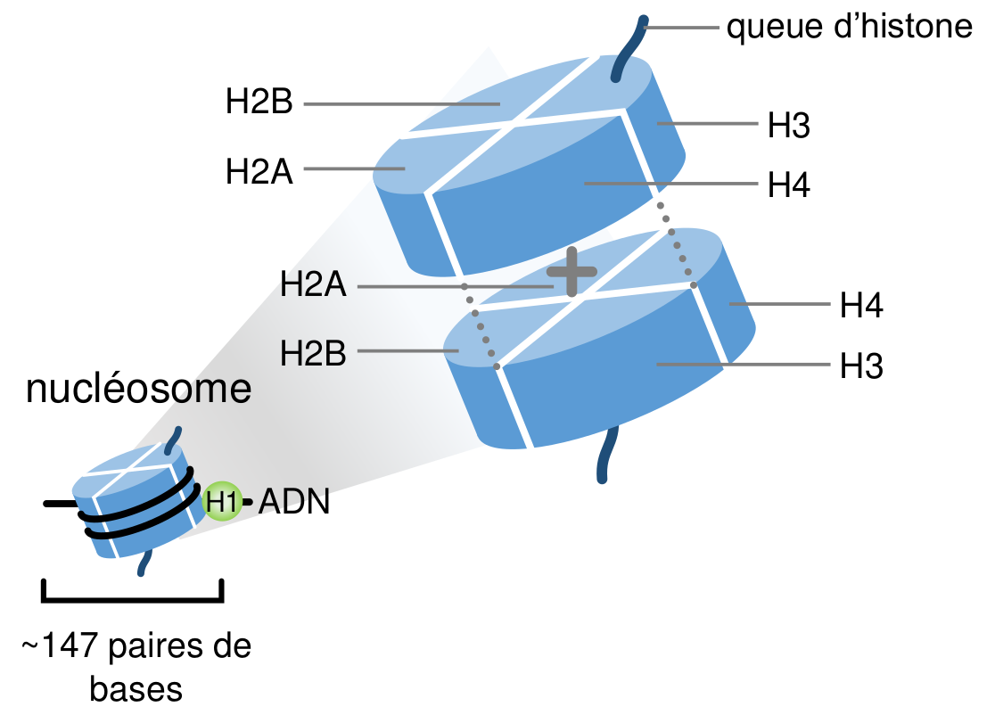 Comprendre le rôle de la chromatine dans la réponse des gènes à l